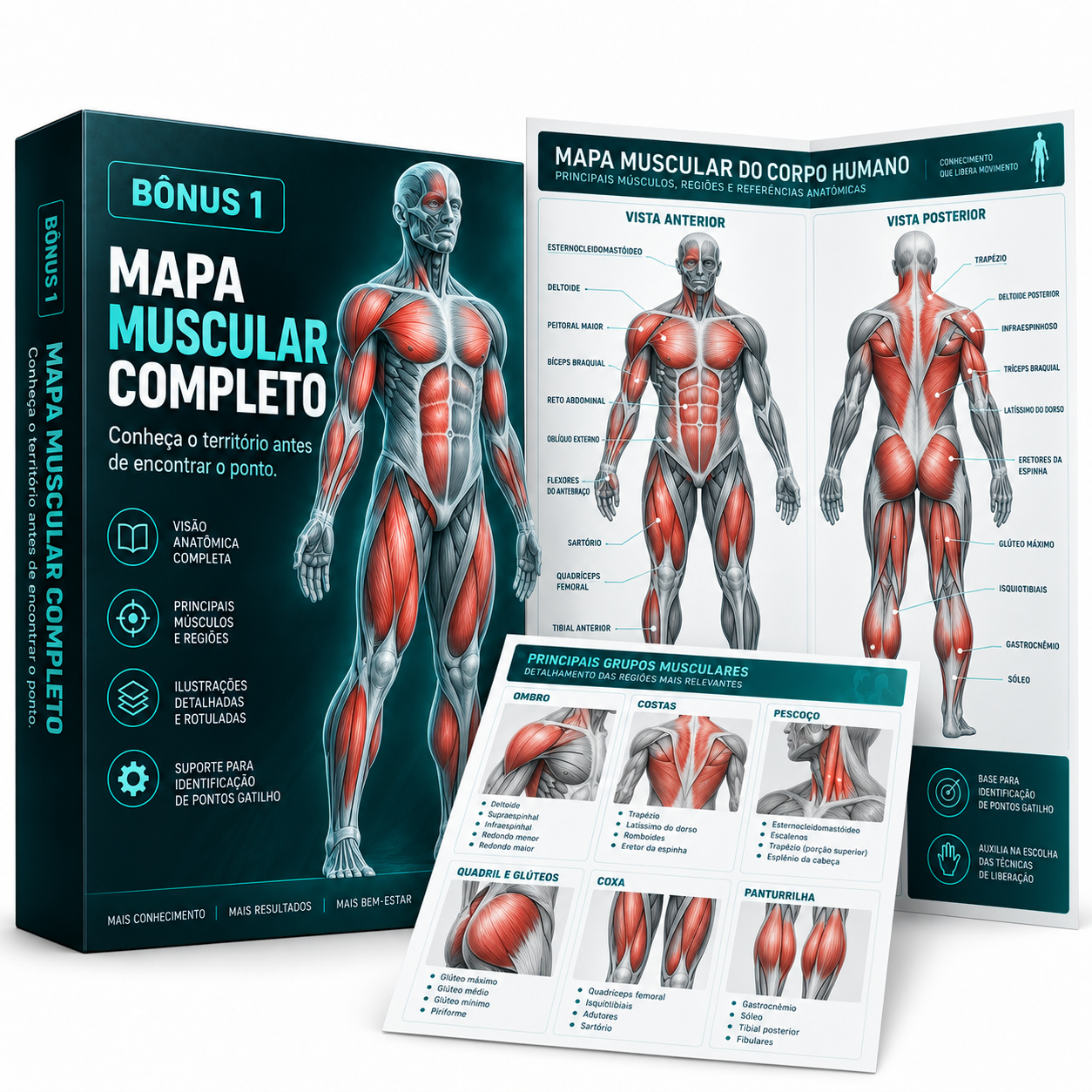 Mapa Muscular Completo